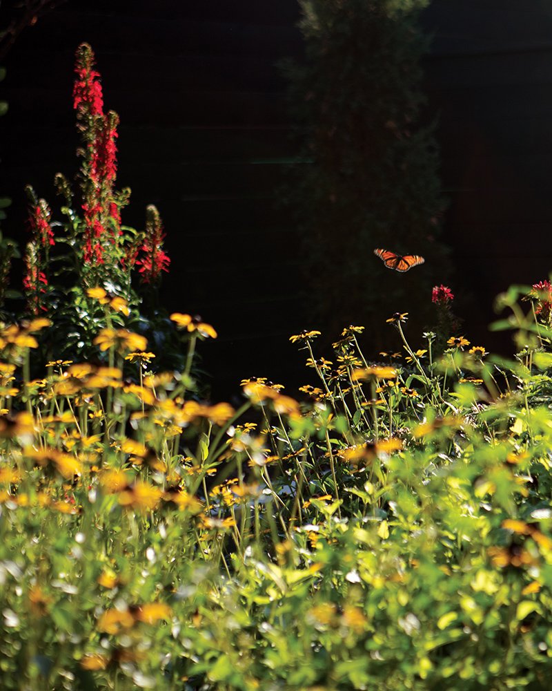 native plants st louis