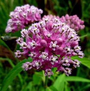 native pollinator plant