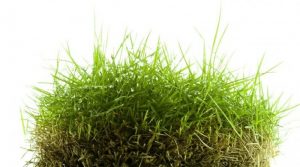 Zoysia Grass