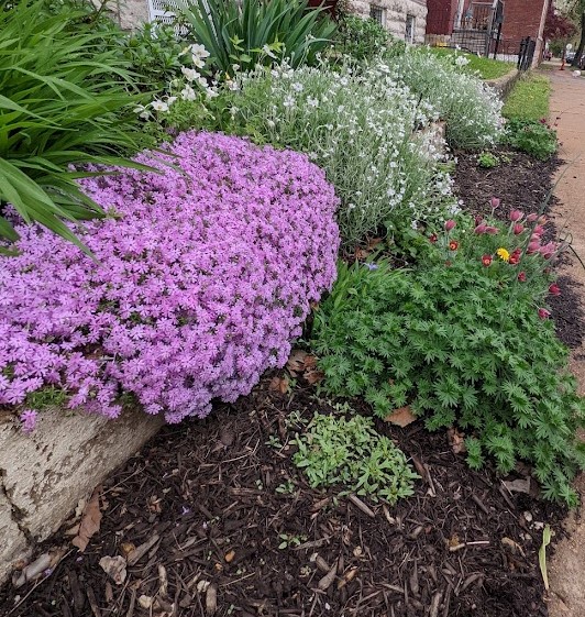 phlox planted in garden st louis landscaping