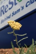 flower in landscape foreground, ReStore sign background