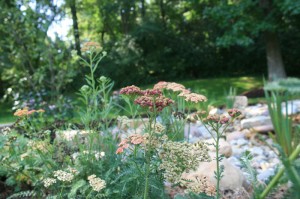 Native plants and flowers in a rain garden installed in St. Louis by Quiet Village Landscaping