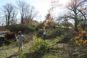 Landscaping Forest Park