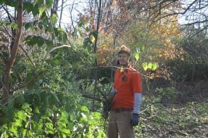 Removing Honeysuckle from Forest Park 03