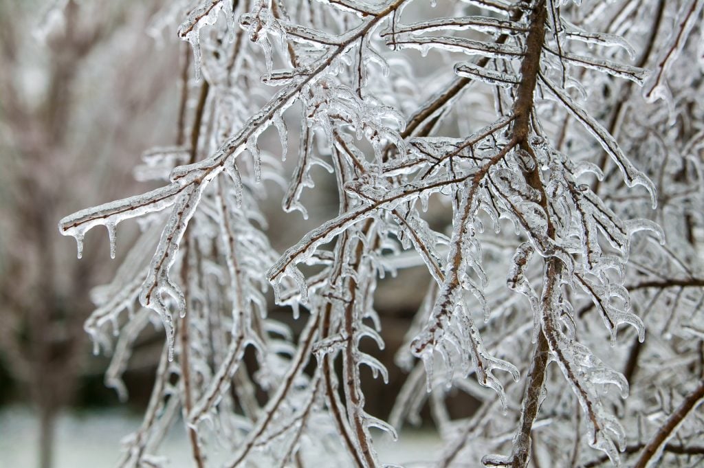 ice damage in st louis landscaping help