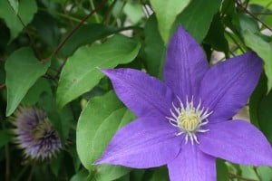 clematis, flowers landscape st louis