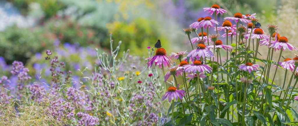 best plants for pollinators in St. Louis, MO our landscaping favorites