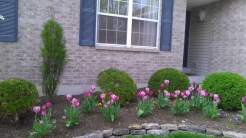 tulip garden, landscape design st louis, curved bed, stone edge