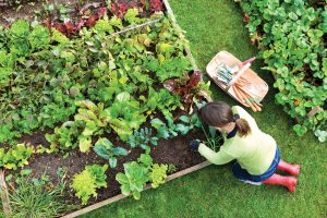 Backyard organic vegetable garden. St. Louis, Missouri