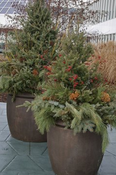 christmas-trees-containers-web Holiday Container