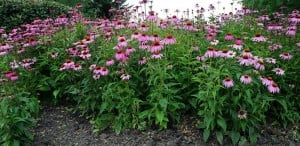 Purple Coneflowers