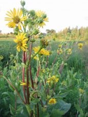 Missouri Native Cup Plant