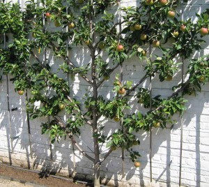 espalier landscape tree