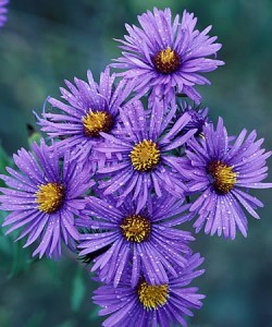 aster novae-angliae