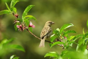 native plants support wildlife like birds