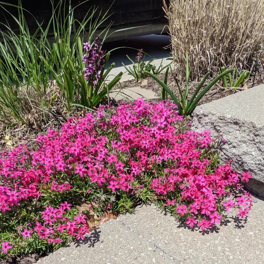 Newly planted Phlox plant, starting to fill-in.