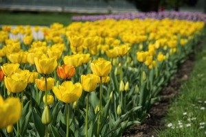 tulips st louis