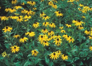 orange cornflower